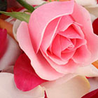 Праздничная акция в Señor & Señorita